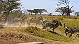 TANZANIA - Serengeti National Park - 072